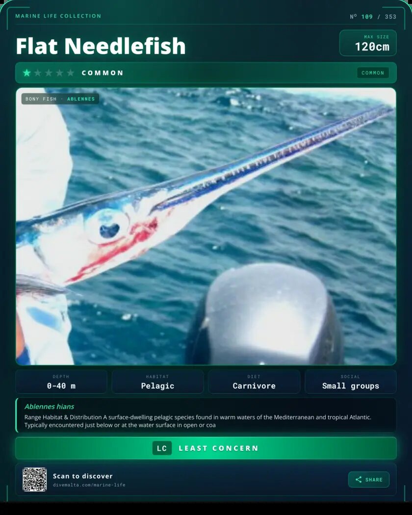 Flat Needlefish species card