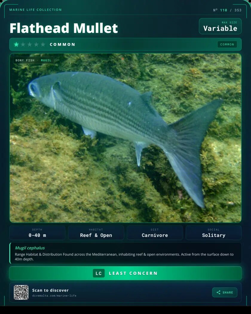 Flathead Mullet species card