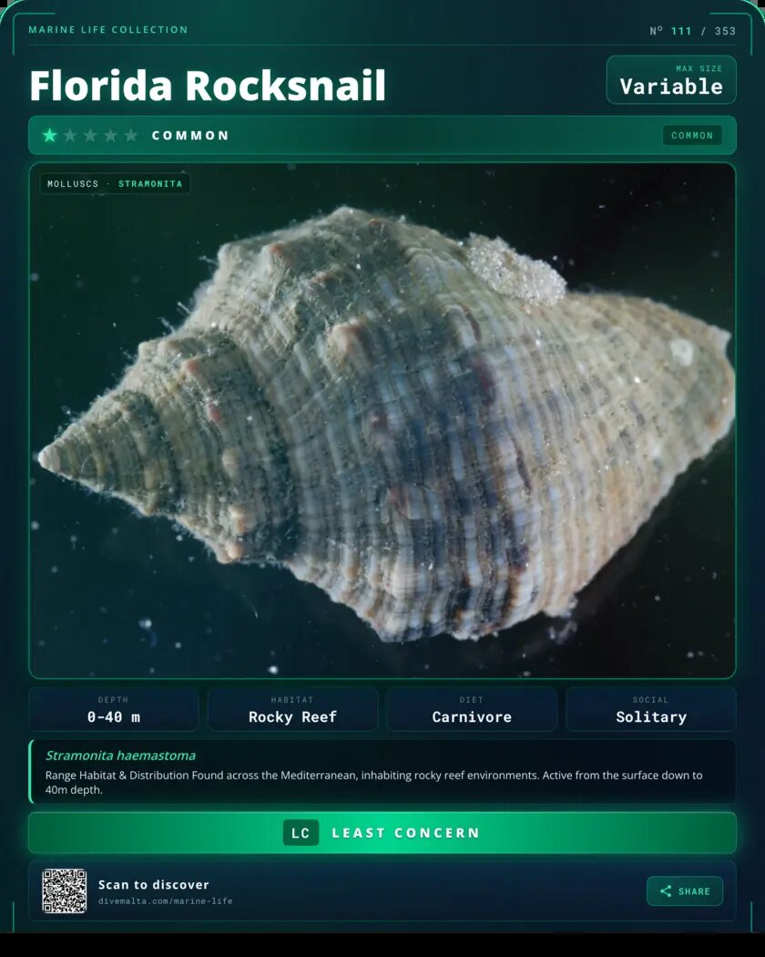 Florida Rocksnail species card
