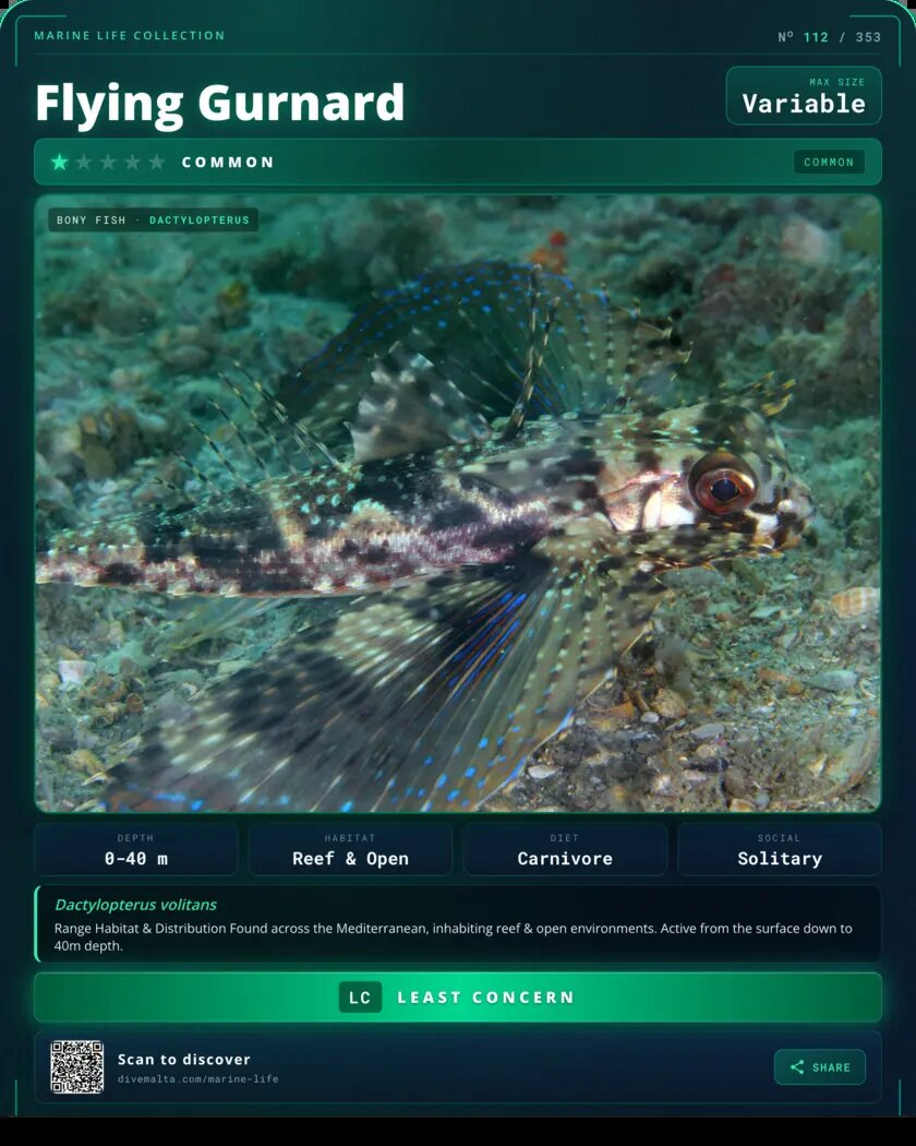 Flying Gurnard species card