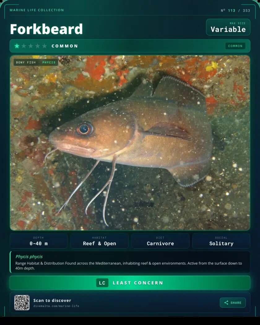 Forkbeard species card