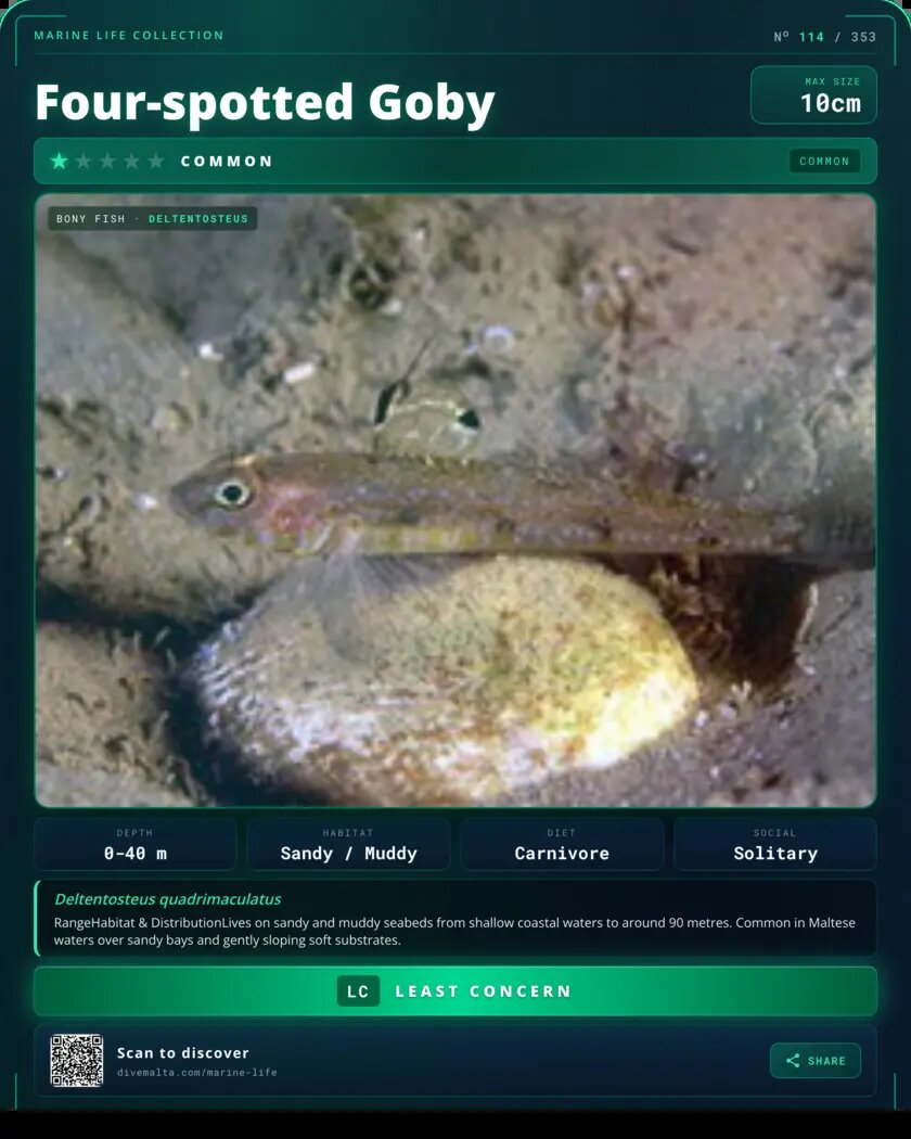 Four-spotted Goby species card
