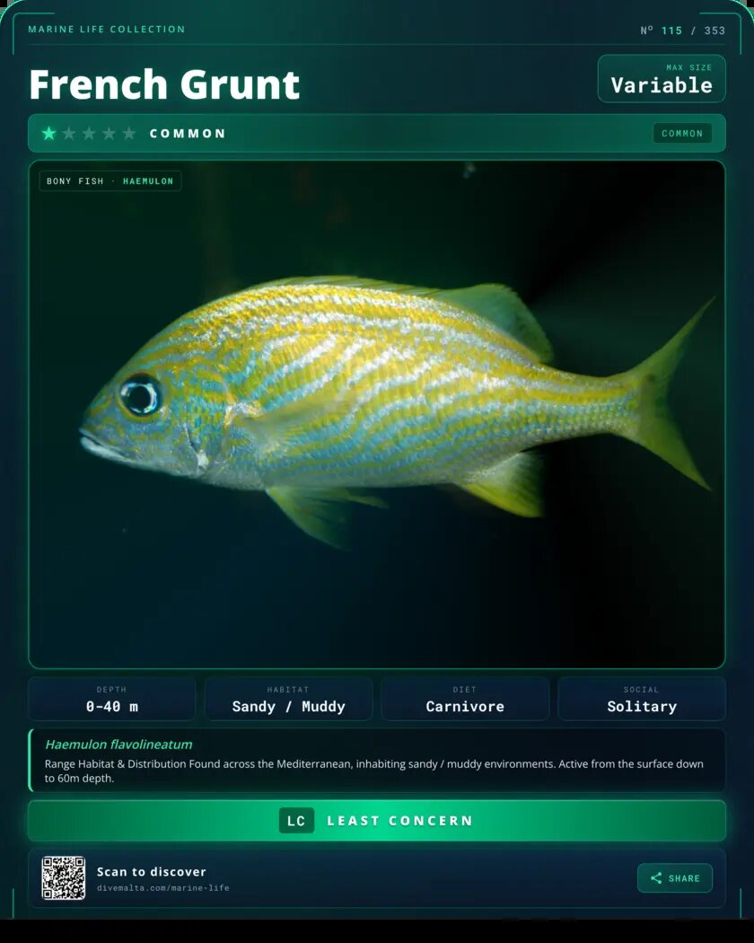 French Grunt species card