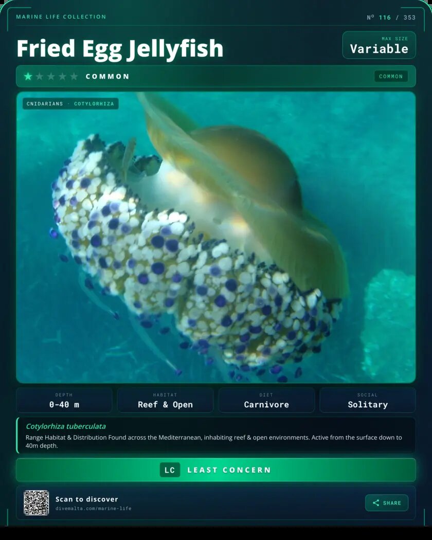 Fried Egg Jellyfish species card