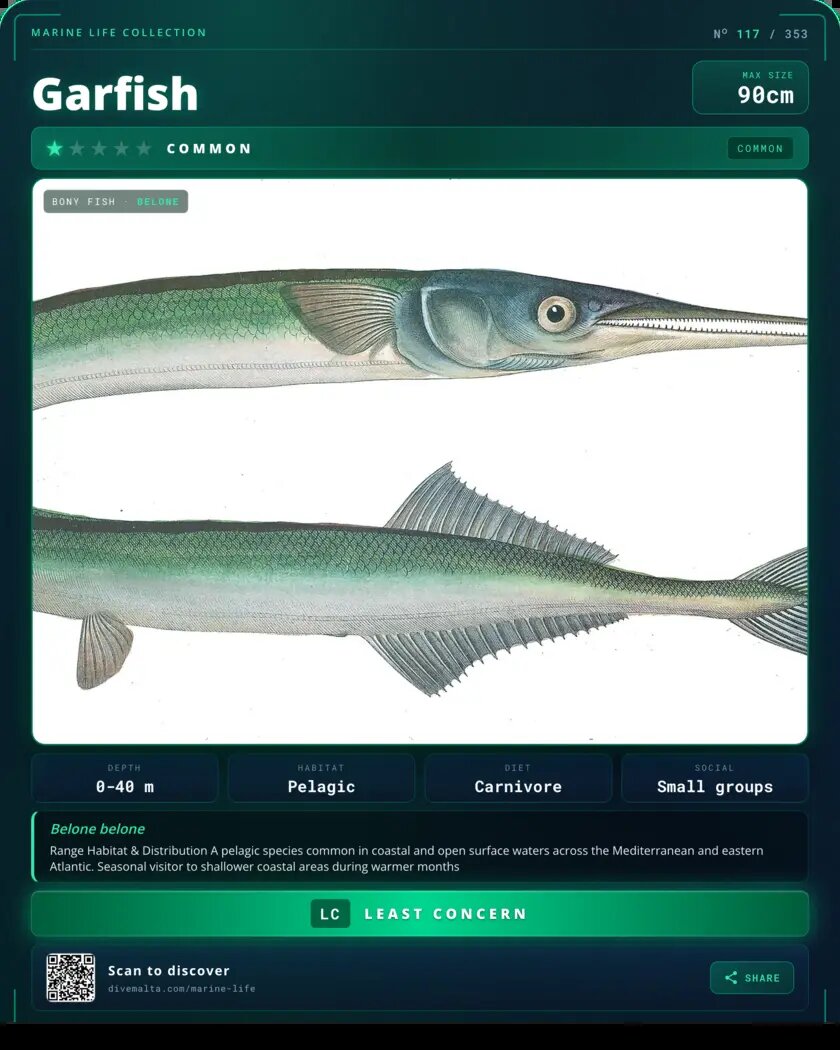 Garfish species card