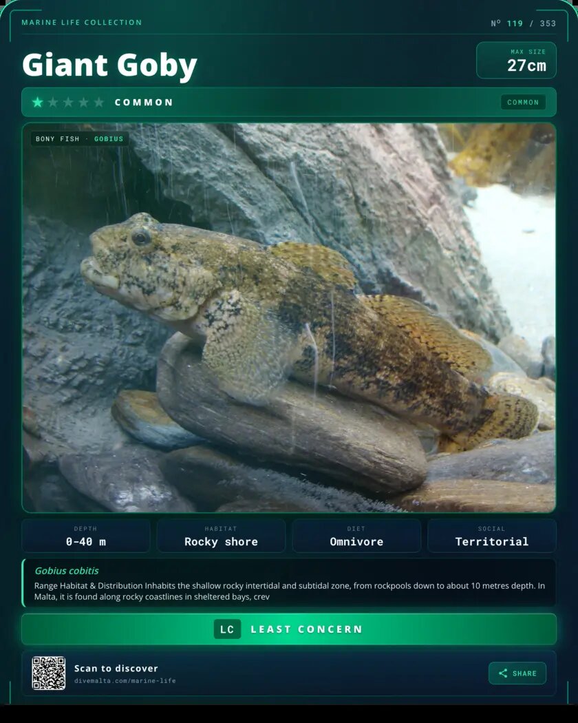 Giant Goby species card