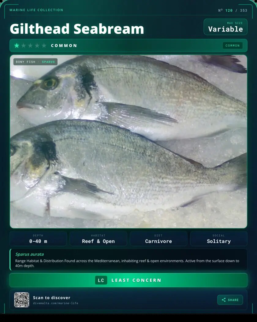 Gilthead Seabream species card