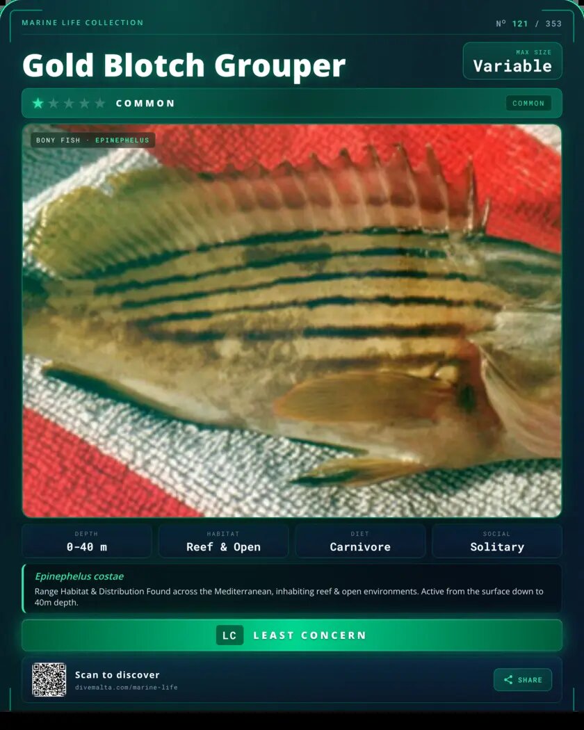 Gold Blotch Grouper species card