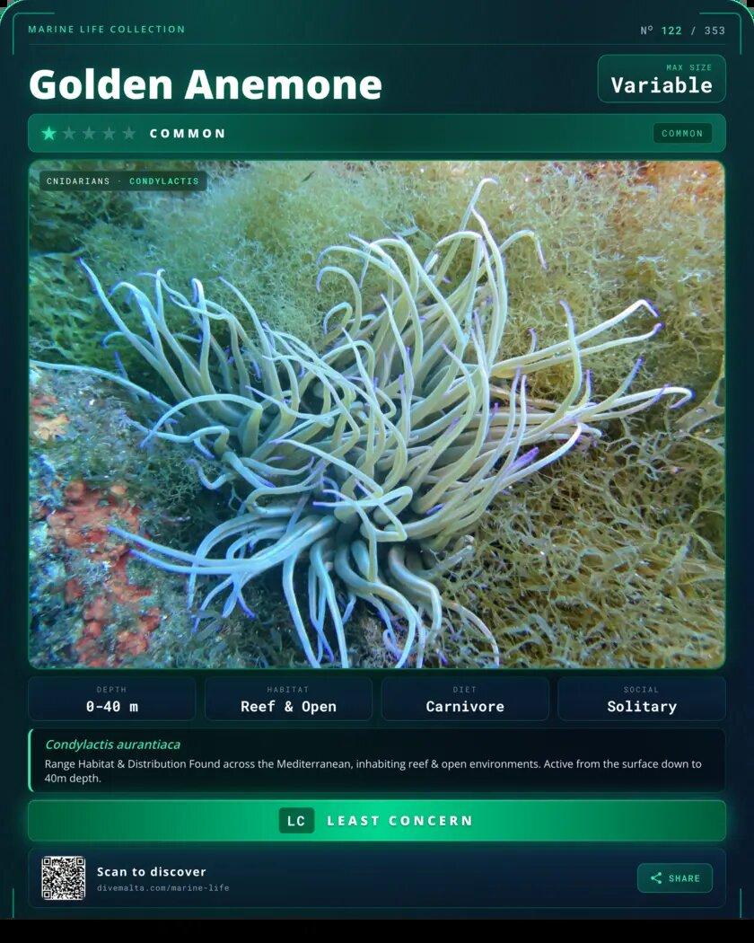 Golden Anemone species card