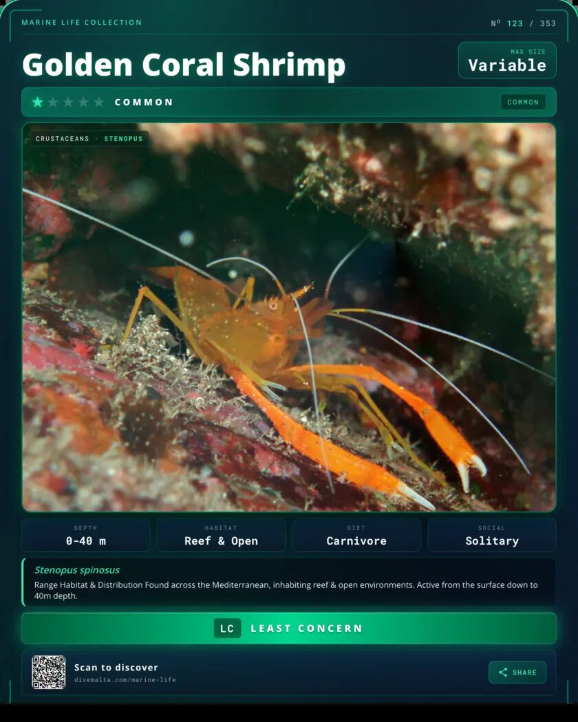 Golden Coral Shrimp species card