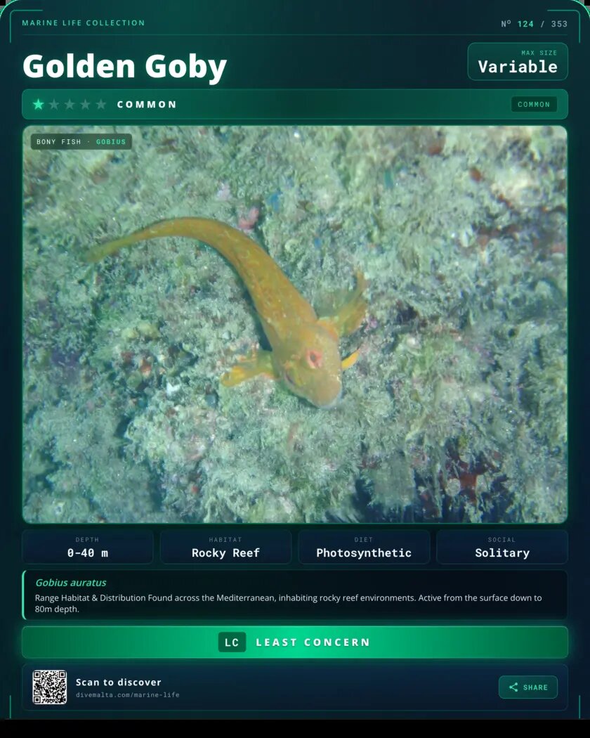 Golden Goby species card