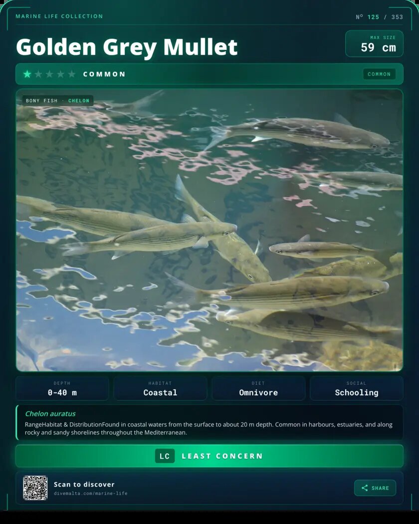 Golden Grey Mullet species card