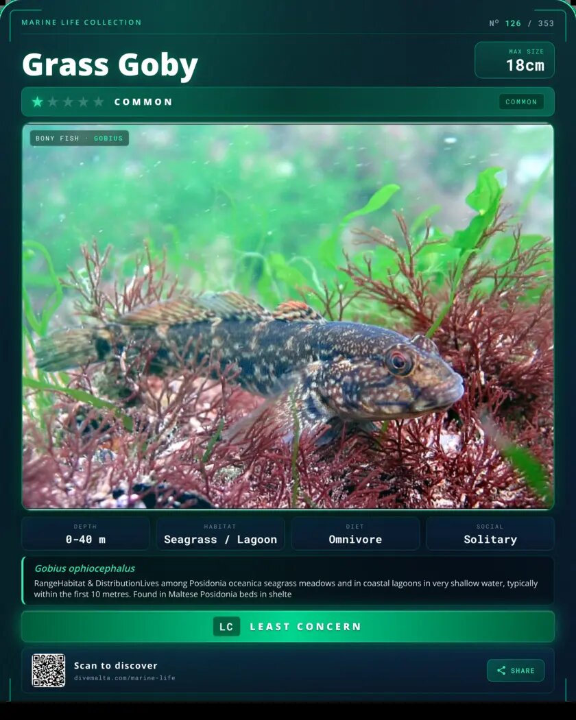 Grass Goby species card