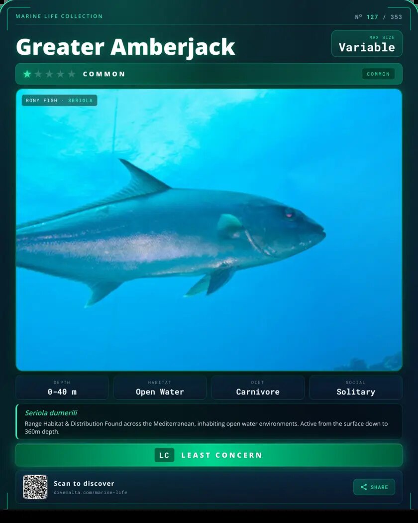 Greater Amberjack species card