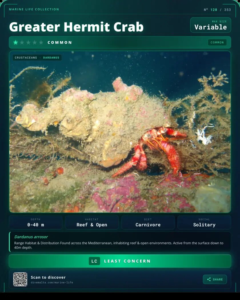 Greater Hermit Crab species card