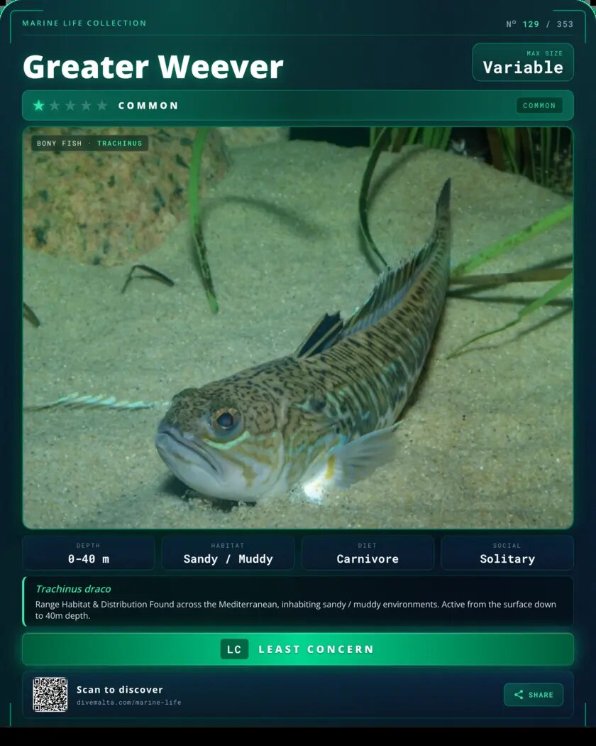 Greater Weever species card