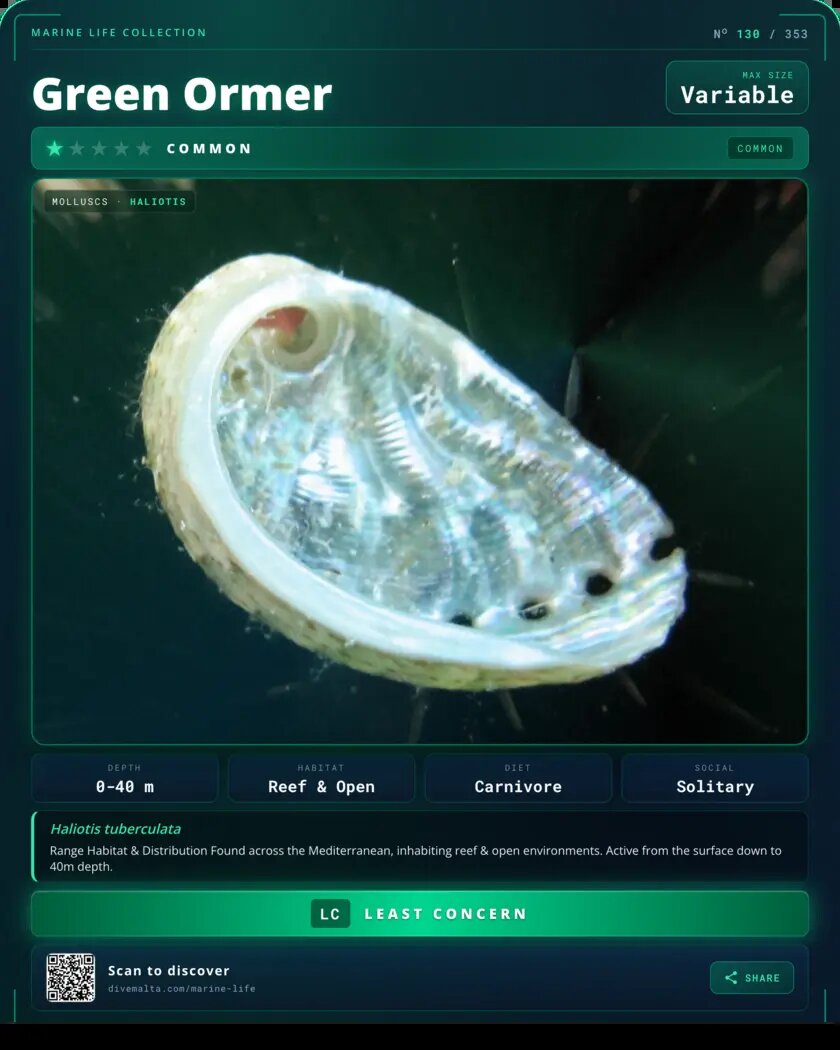 Green Ormer species card