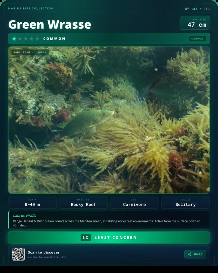Green Wrasse species card