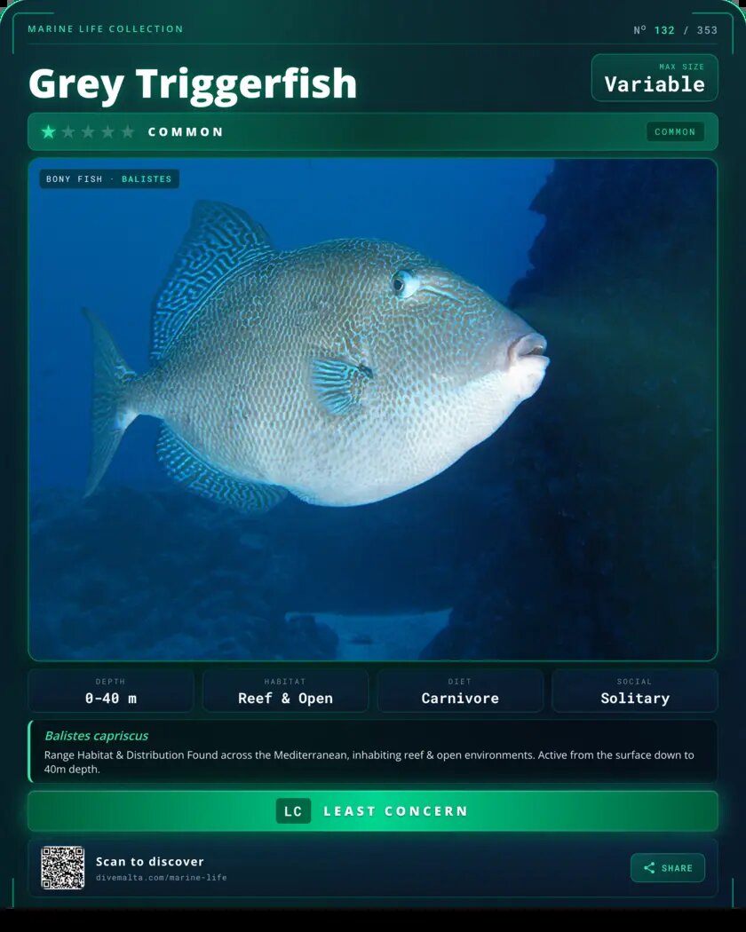 Grey Triggerfish species card