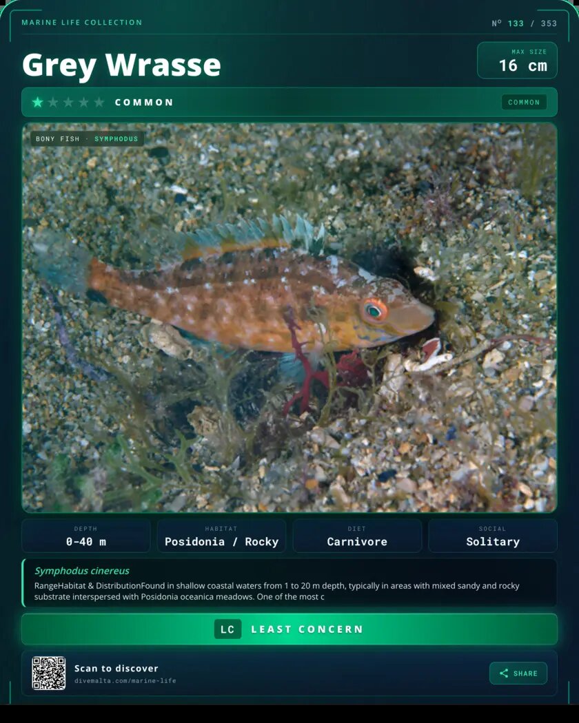Grey Wrasse species card