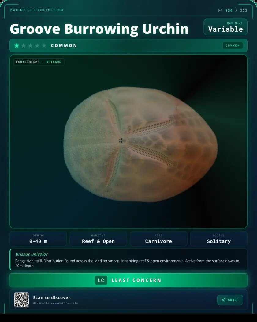 Groove Burrowing Urchin species card