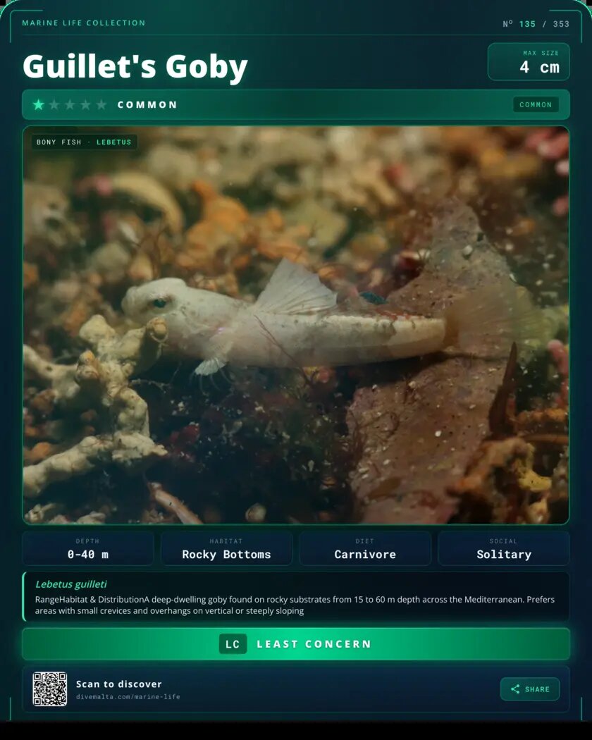 Guillet's Goby species card