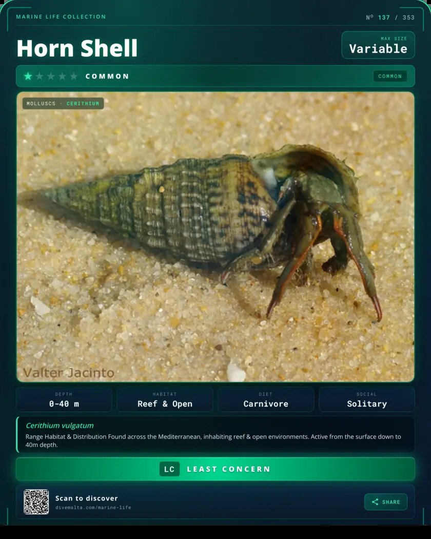 Horn Shell species card