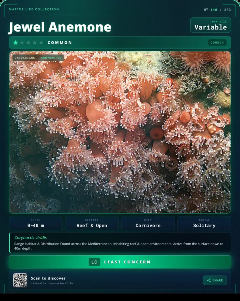 Jewel Anemone species card