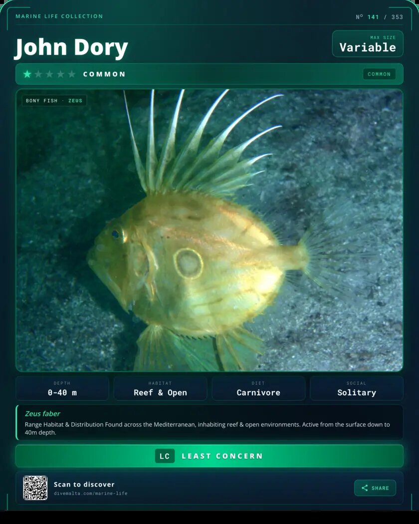 John Dory species card