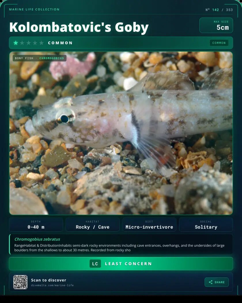 Kolombatovic's Goby species card