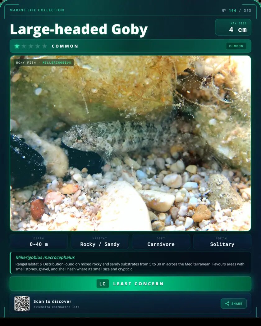 Large-headed Goby species card