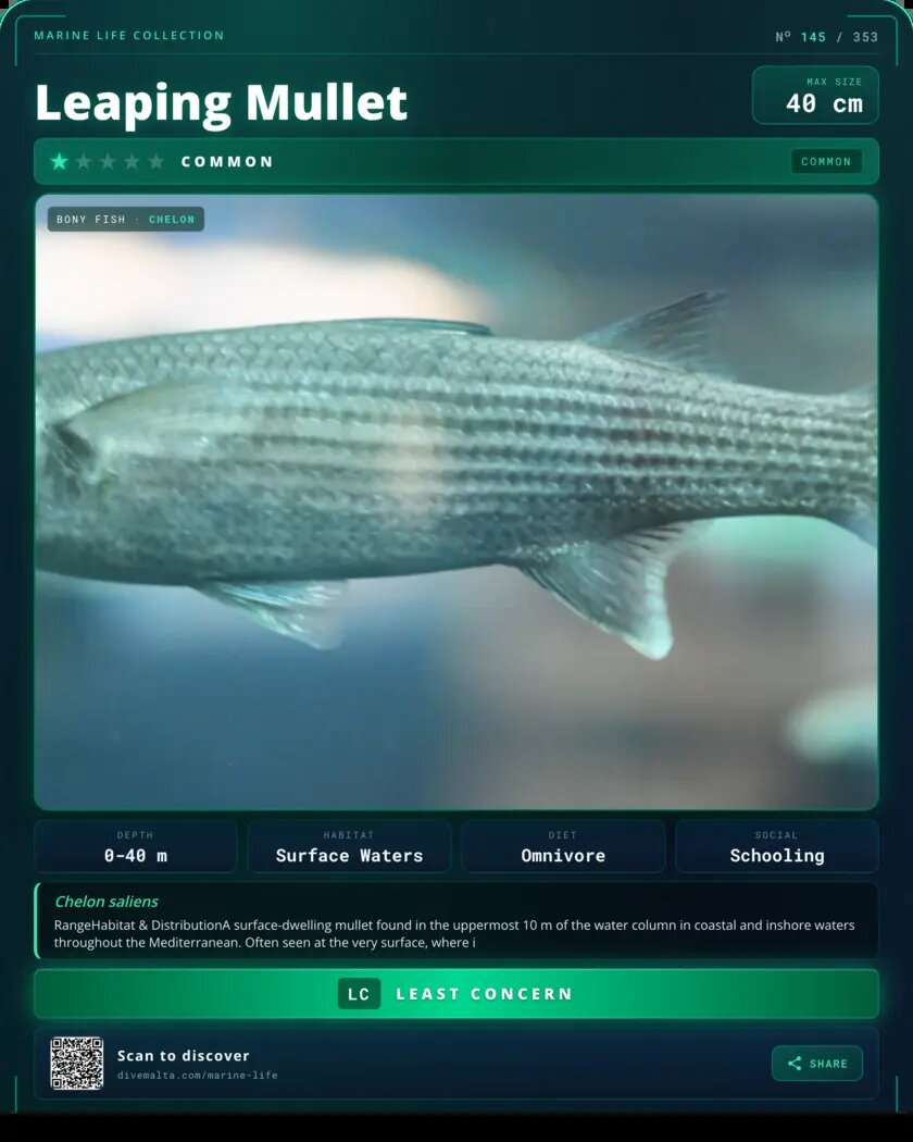 Leaping Mullet species card