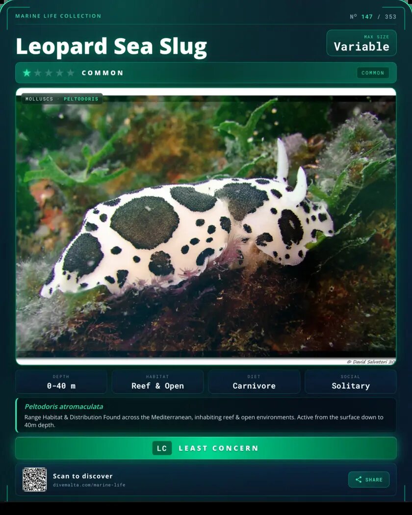 Leopard Sea Slug species card