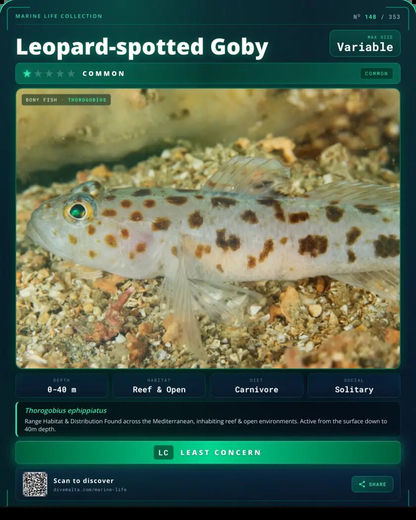 Leopard-spotted Goby species card