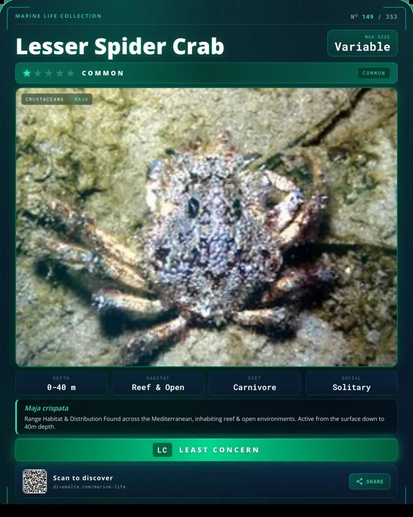 Lesser Spider Crab species card