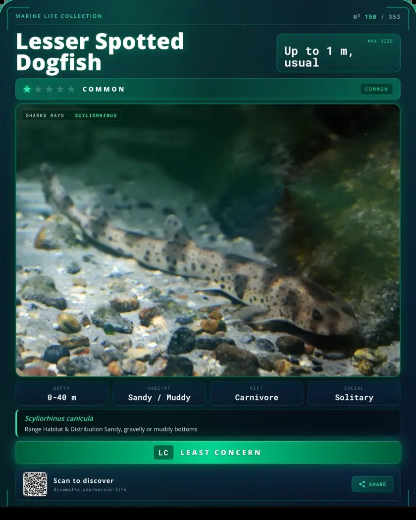 Lesser Spotted Dogfish species card