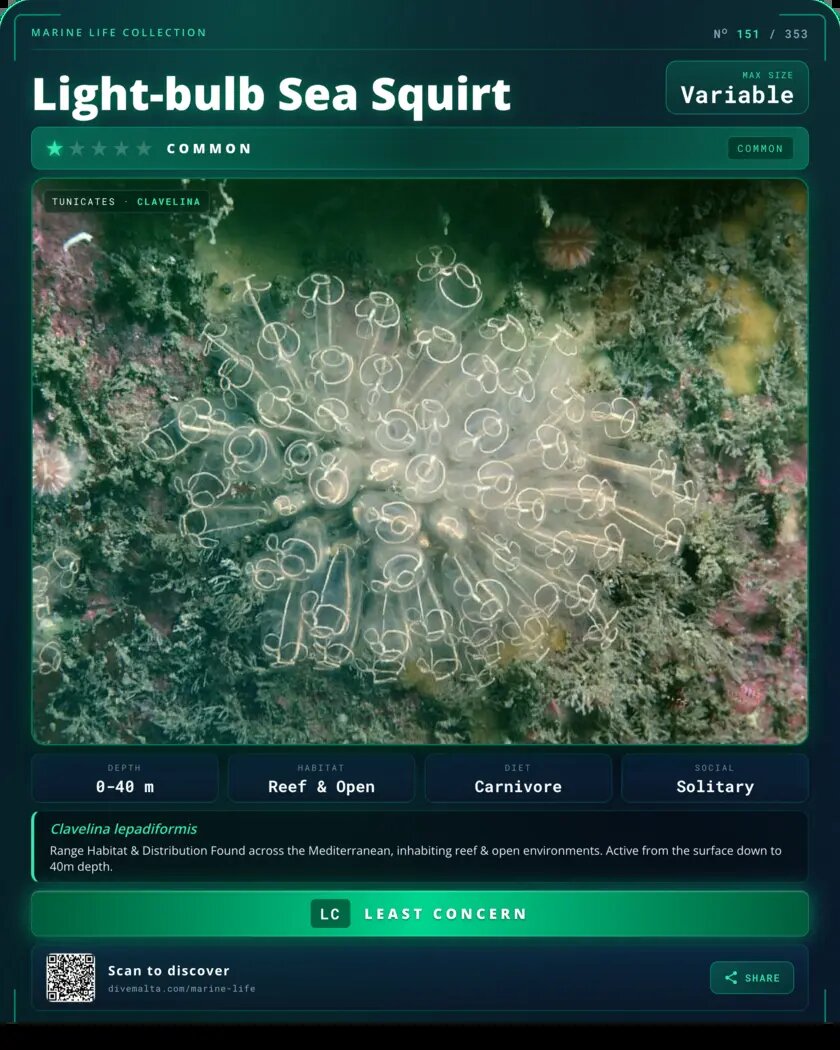 Light-bulb Sea Squirt species card