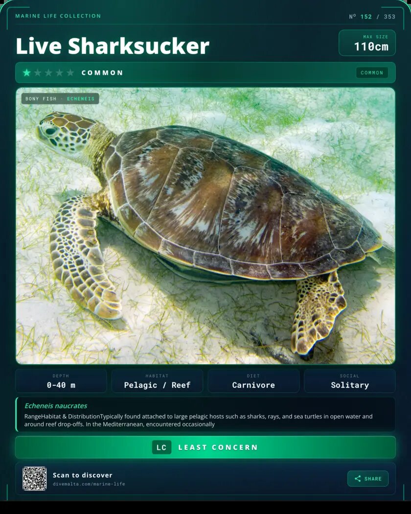 Live Sharksucker species card