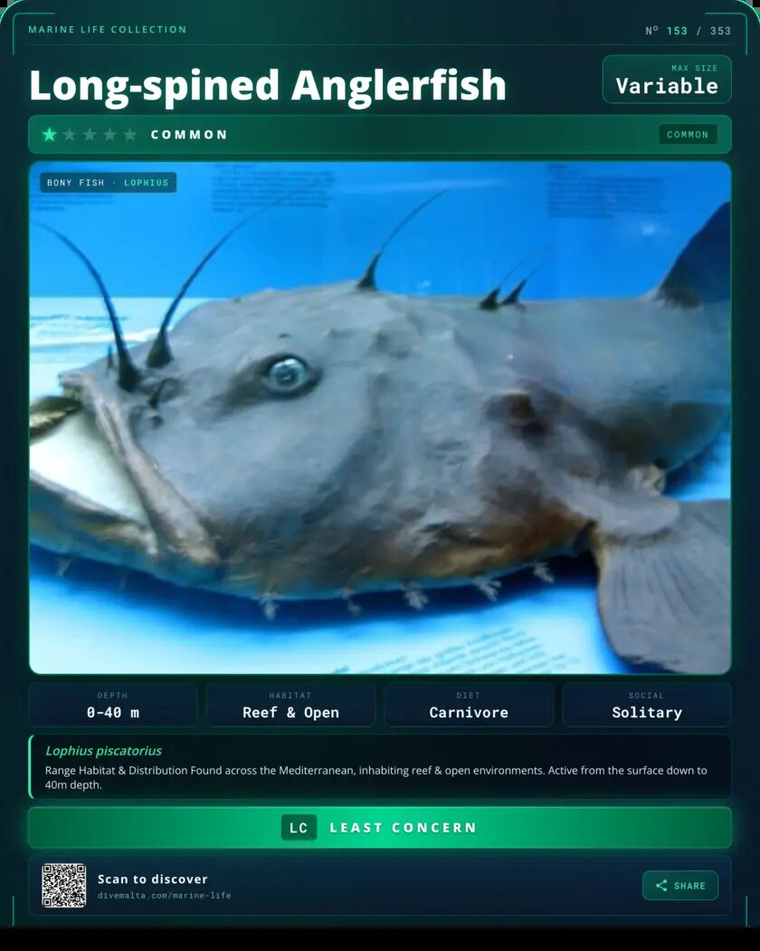 Long-spined Anglerfish species card
