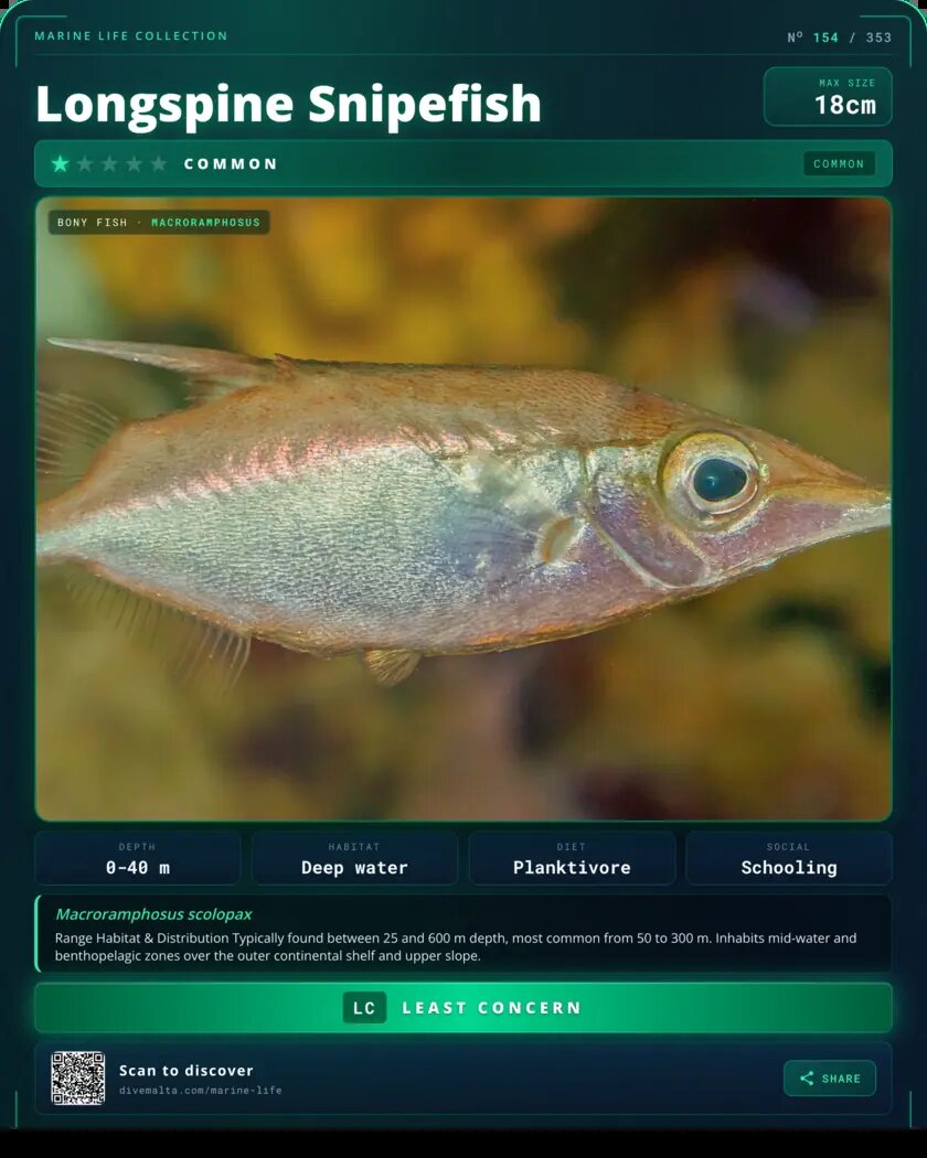 Longspine Snipefish species card