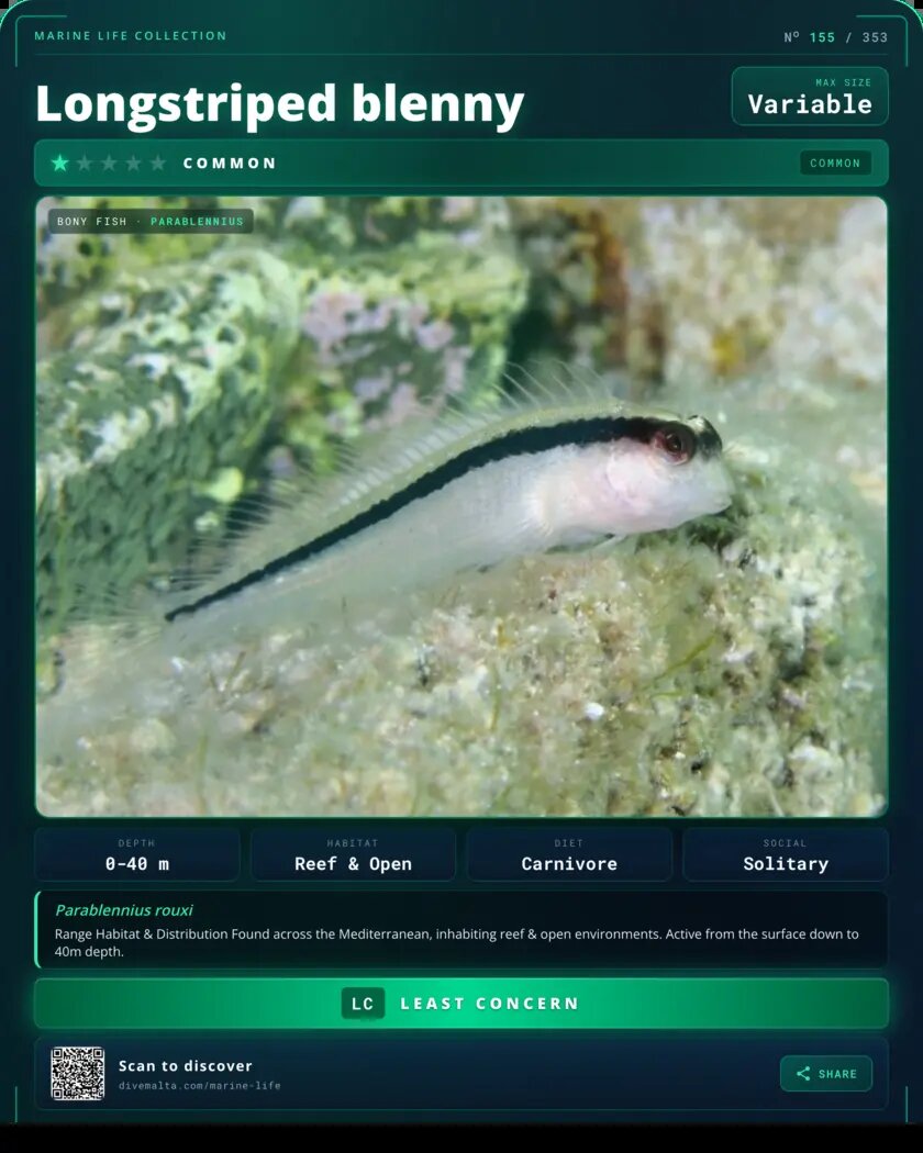 Longstriped blenny species card