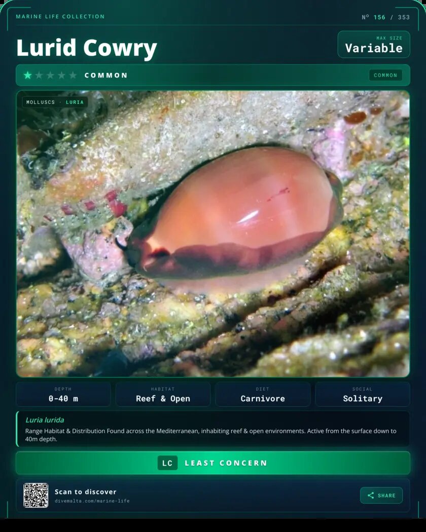 Lurid Cowry species card