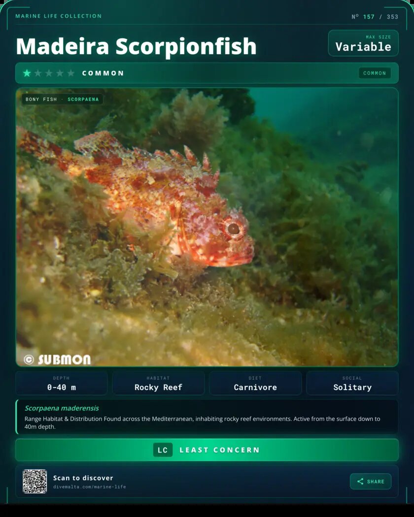 Madeira Scorpionfish species card
