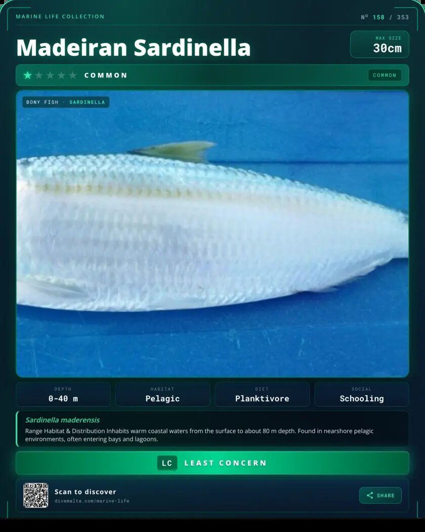 Madeiran Sardinella species card