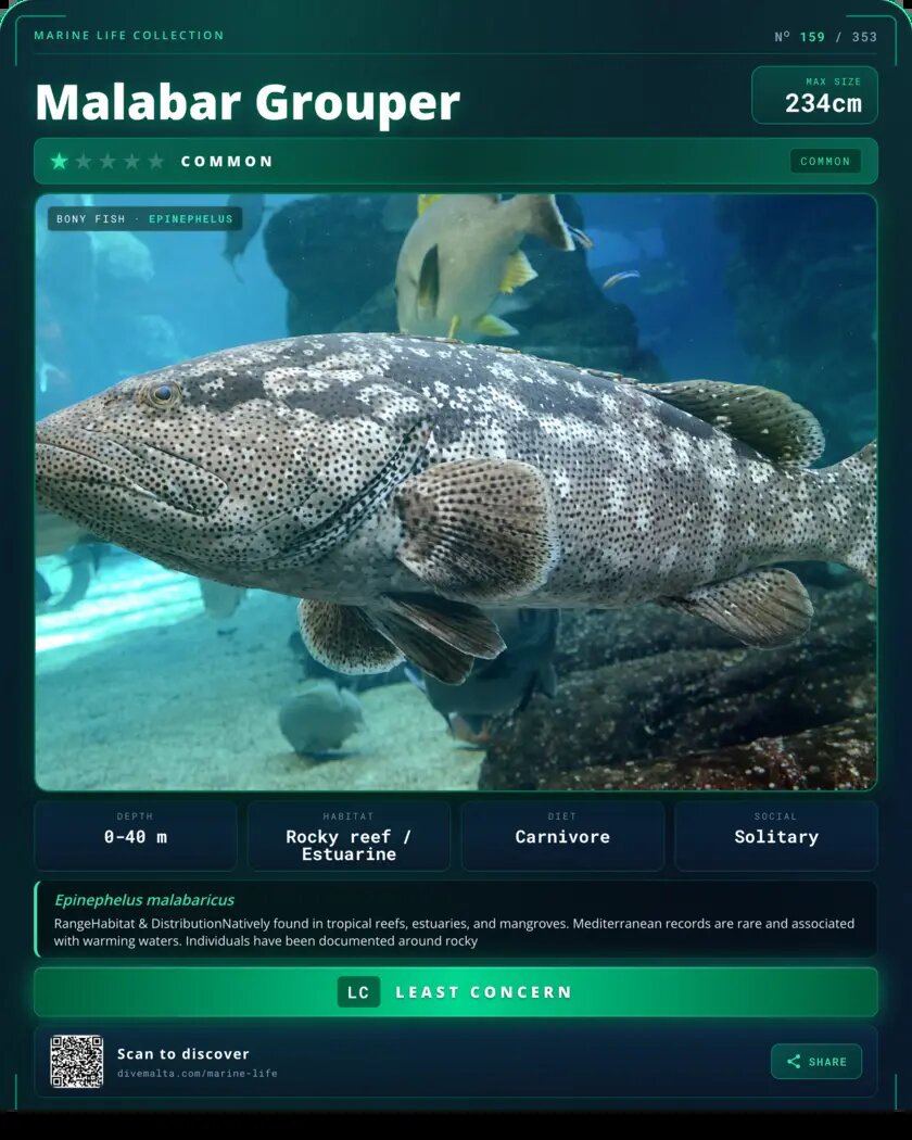 Malabar Grouper species card