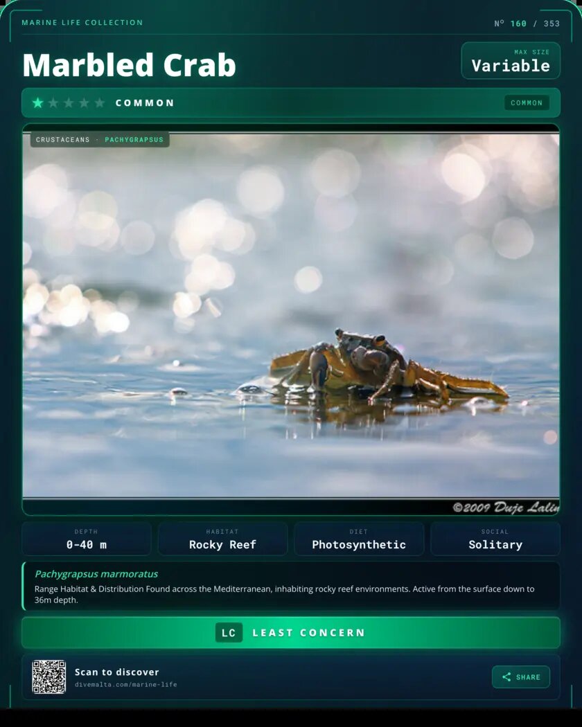 Marbled Crab species card