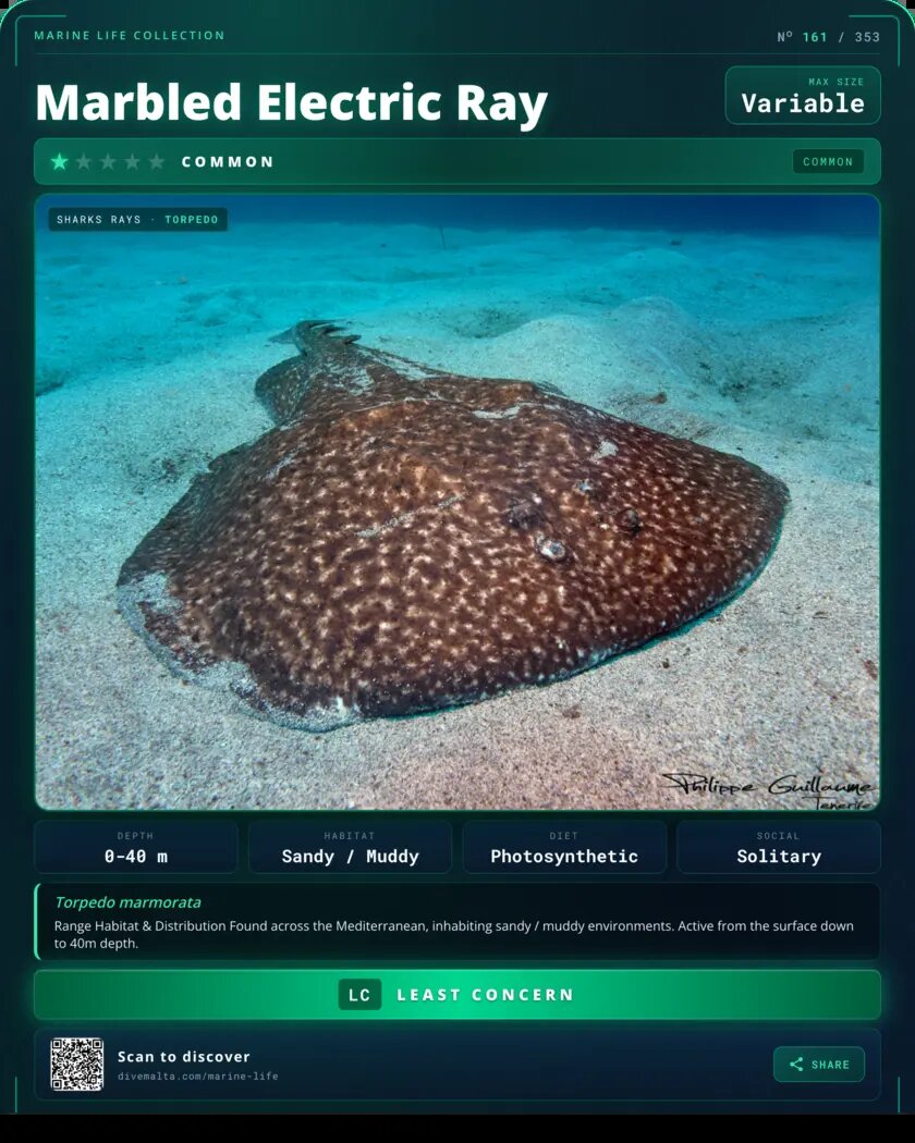 Marbled Electric Ray species card