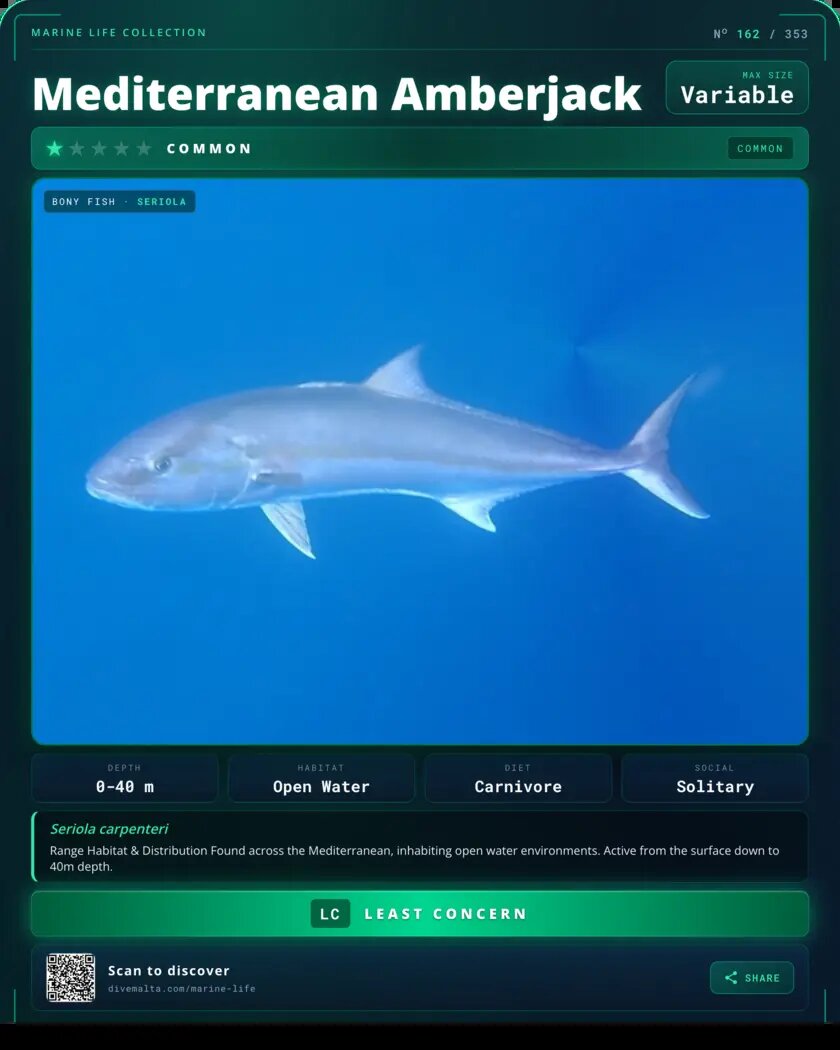 Mediterranean Amberjack species card