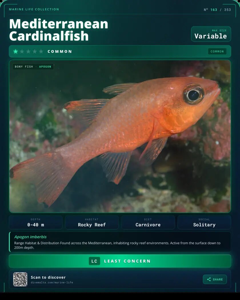 Mediterranean Cardinalfish species card