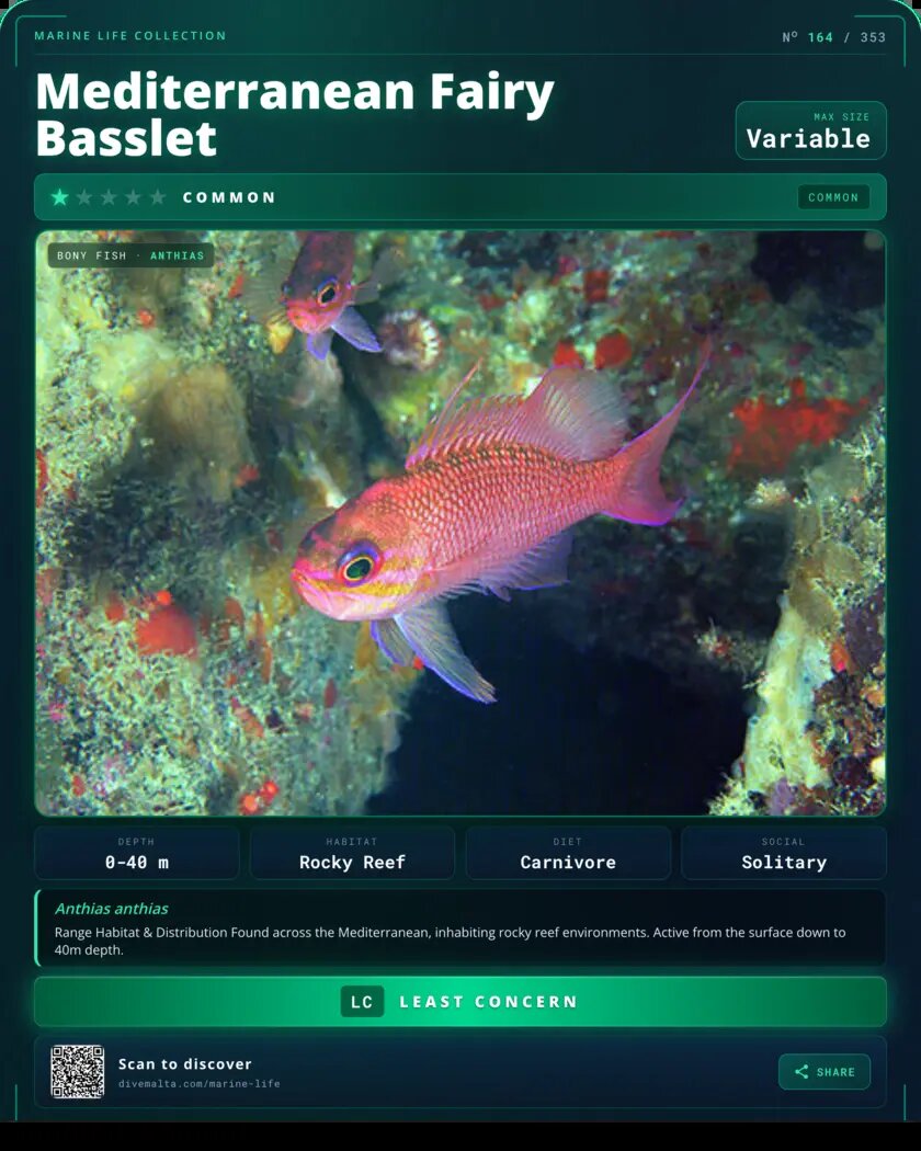 Mediterranean Fairy Basslet species card